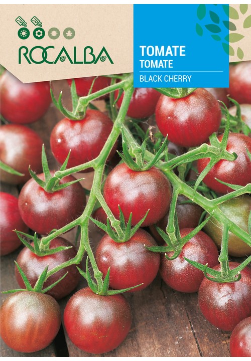 TOMATE BLACK CHERRY
