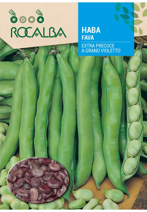 FAVA EXTRA PRECOCE A GRANO VIOLETTO