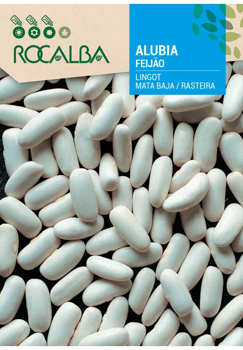 FAVA LINGOT