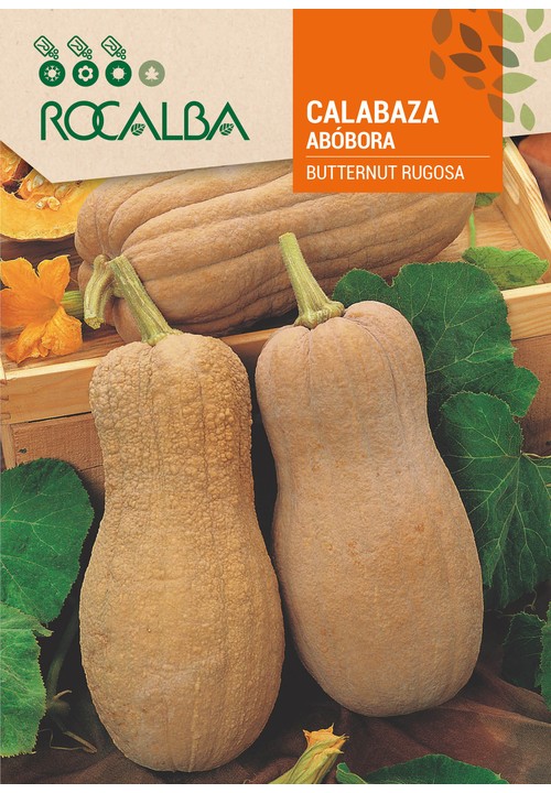 COURGE BUTTERNUT RUGOSA