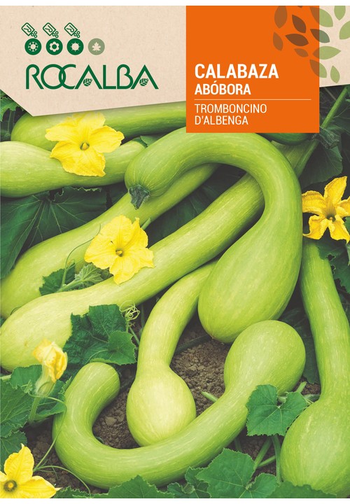 COURGE TROMBONCINO D’ALBENGA