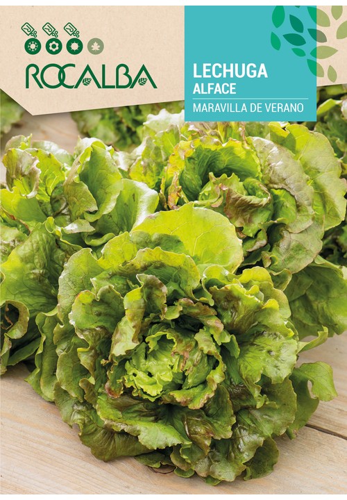 LETTUCE MARAVILLA DE VERANO