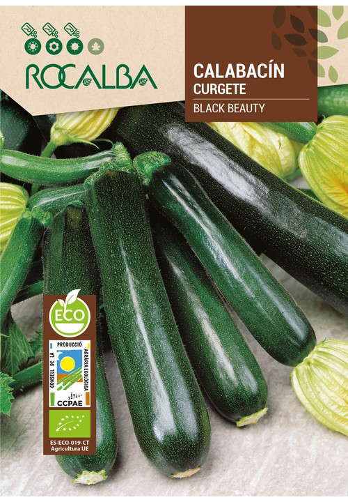 COURGETTE BLACK BEAUTY
