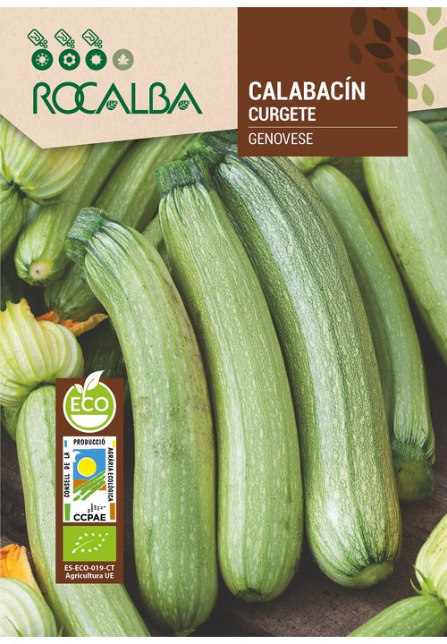 COURGETTE GENOVESE