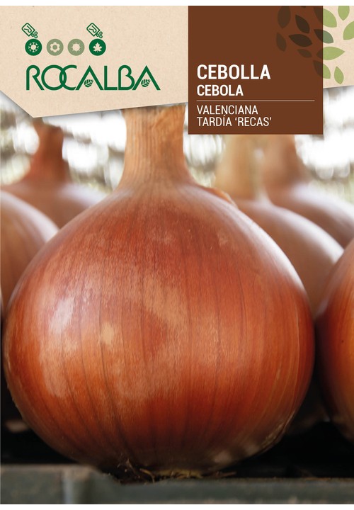 OIGNON VALENCIANA TARDÍA 'RECAS'