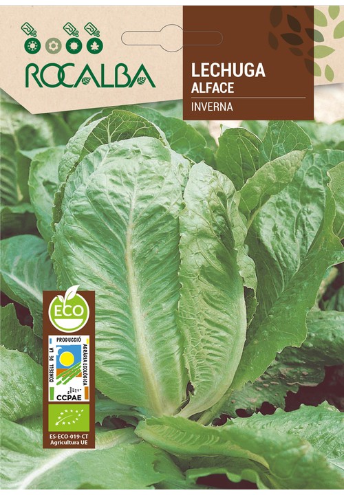 LECHUGA INVERNA