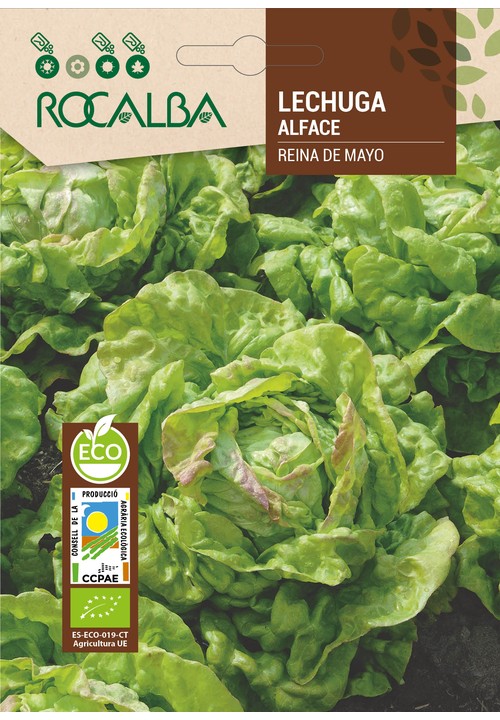 LETTUCE REINA DE MAYO