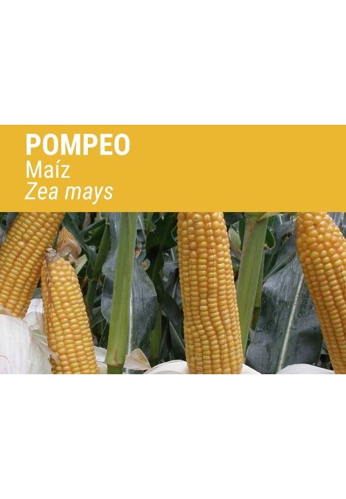 MAÍZ POMPEO