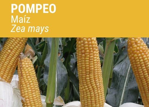 MAÍZ POMPEO