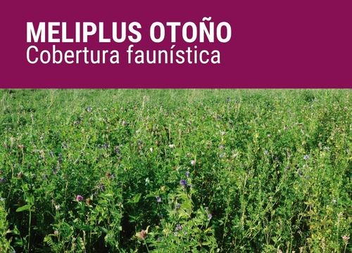 MELIPLUS OTOÑO