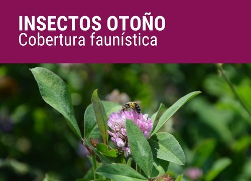 INSECTOS OTOÑO
