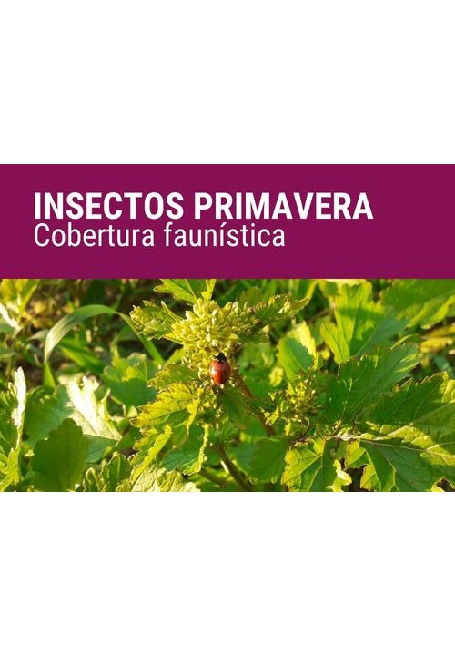 INSECTOS PRIMAVERA