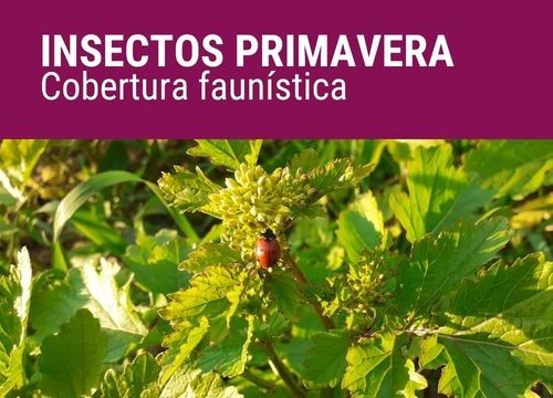 INSECTOS PRIMAVERA