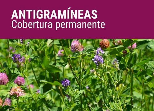 ANTIGRAMÍNEAS