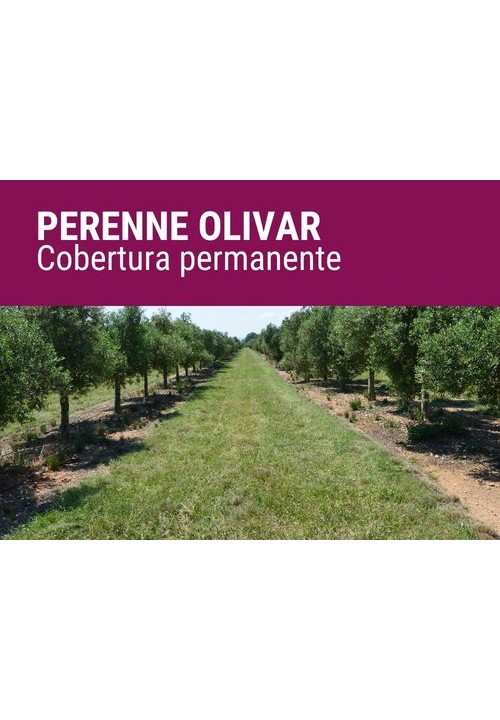 PERENNE OLIVAR