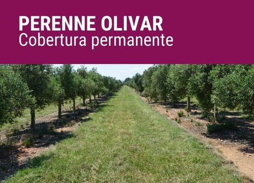 PERENNE OLIVAR