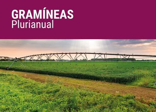 GRAMÍNEAS