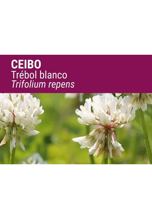 TRÉBOL BLANCO LADINO CEIBO