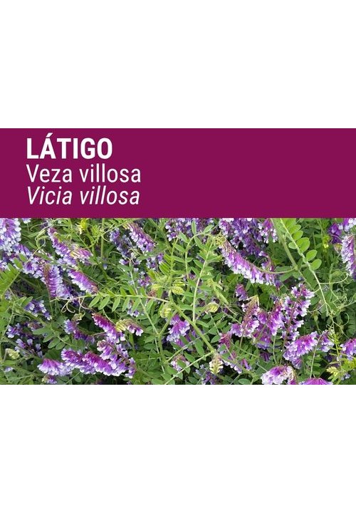VEZA VILLOSA LÁTIGO