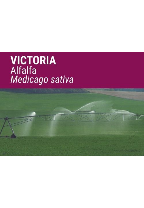 ALFALFA VICTORIA