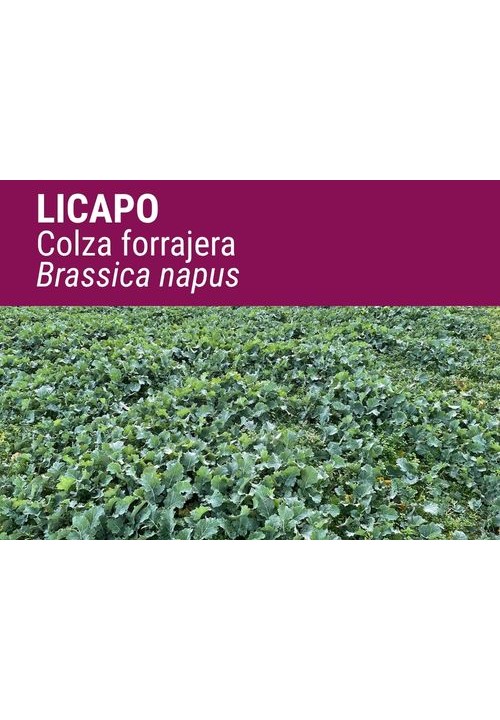 COLZA FORRAJERA LICAPO