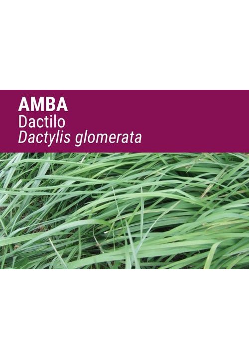 DACTYLO GLOMERATA AMBA