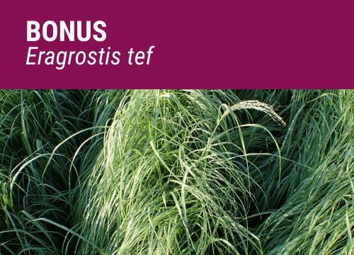 ERAGROSTIS TEFF FORRAJERO BONUS