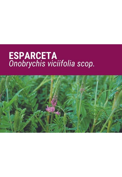 SEMILLA ESPARCETA