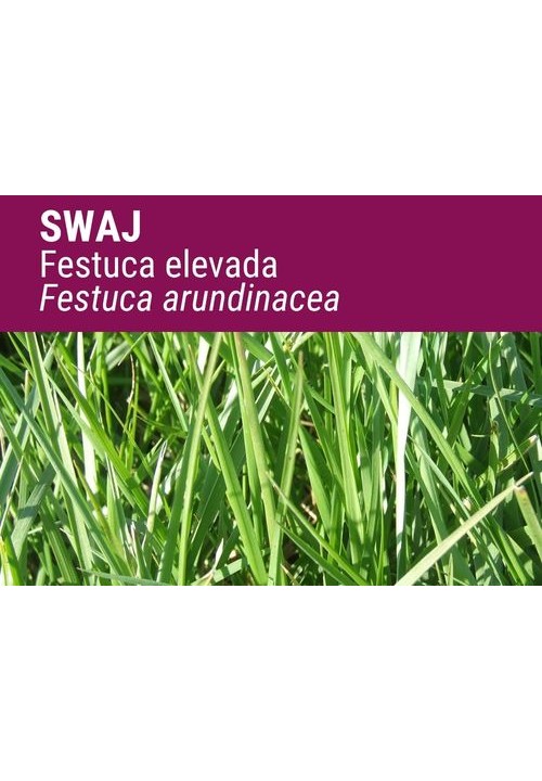 Festuca Swaj