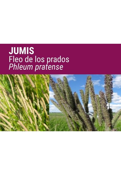 Fleo JumiS