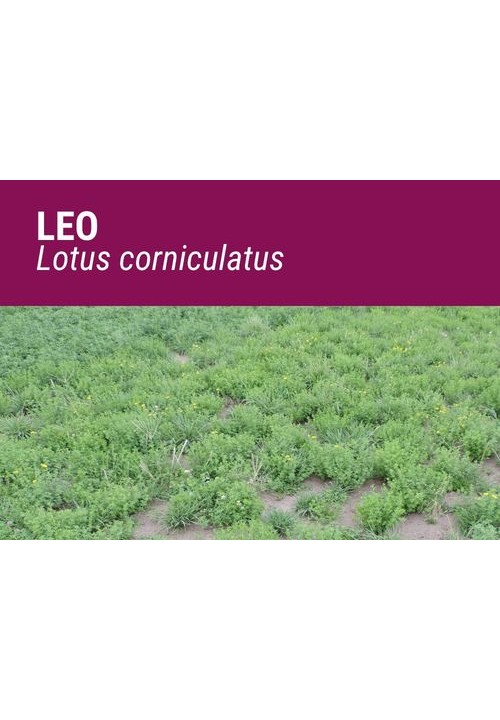 LOTUS CORNICULATUS LEO