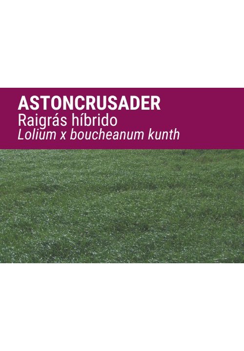 RAIGRÁS híbrido ASTONCRUSADER