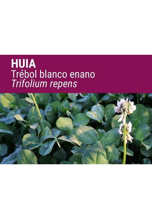 TRÉBOL BLANCO ENANO HUIA