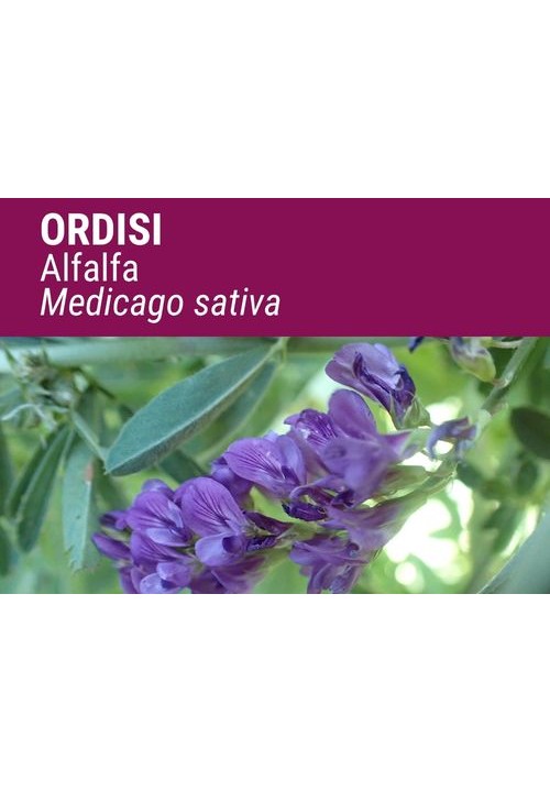 ALFALFA ORDISI
