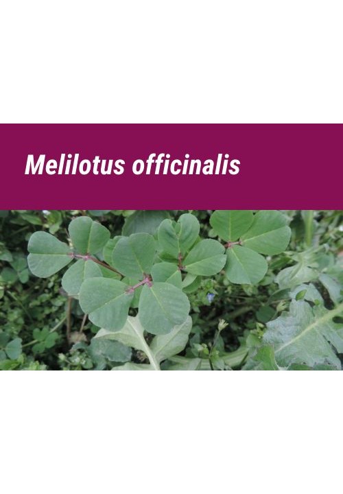 SEMILLA MELILOTUS OFFICINALIS