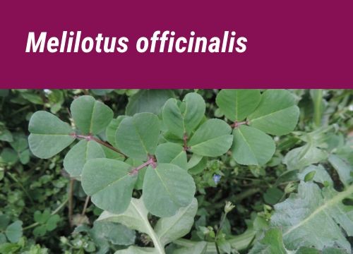SEMILLA MELILOTUS OFFICINALIS