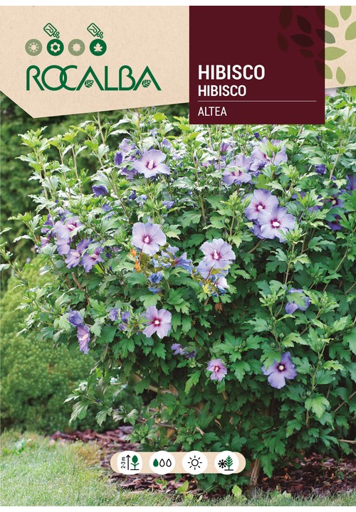 HIBISCUS