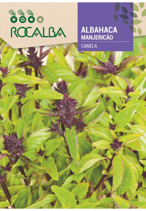 BASILIC CANNELLE