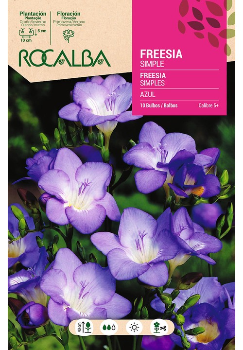 FREESIAS SIMPLES -AZUL
