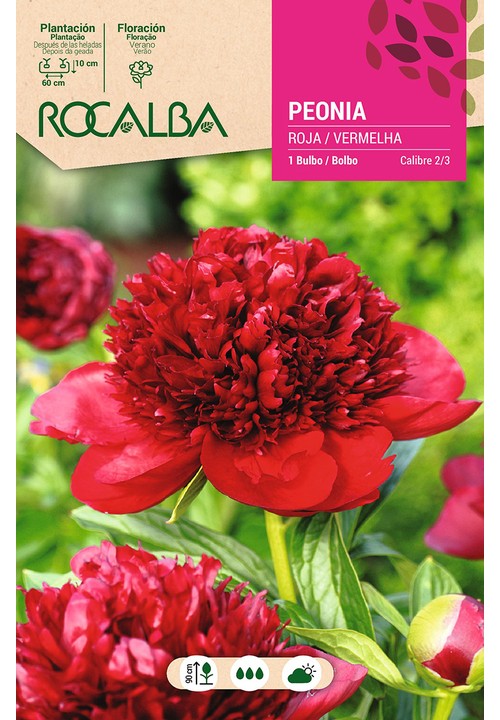 PEONIAS -ROJO