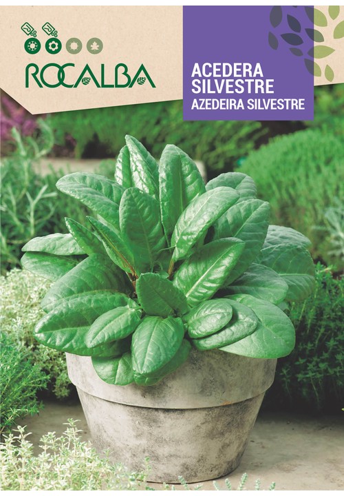 ACEDERA SILVESTRE
