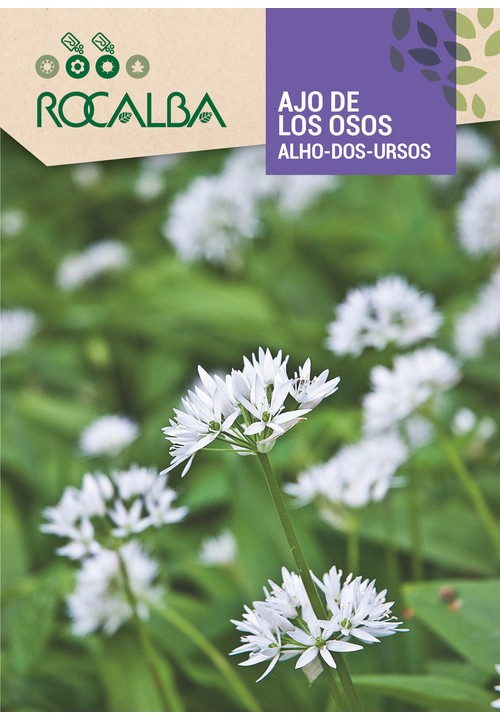 AJO DE LOS OSOS