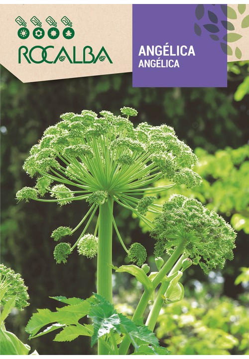 ANGÉLICA