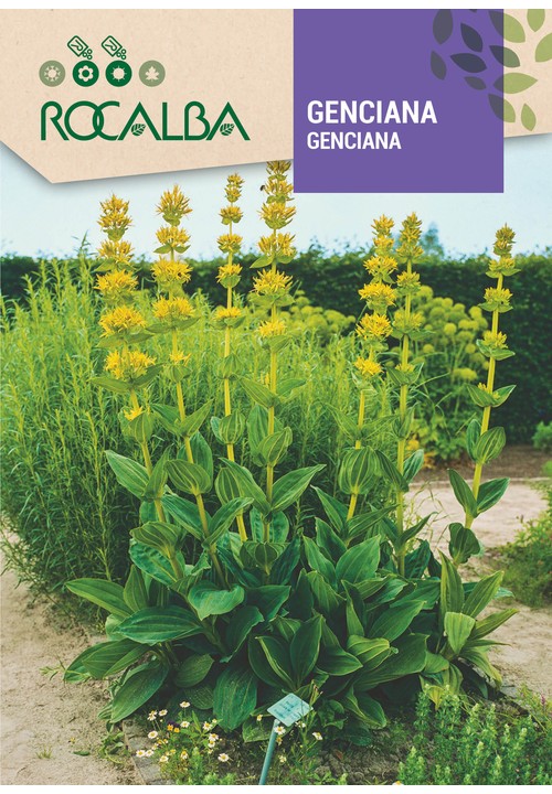 GENCIANA