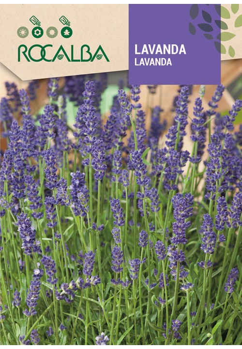 LAVANDA