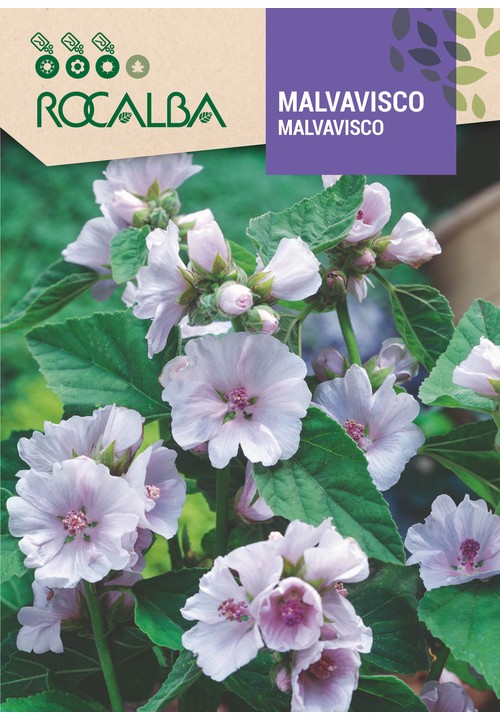 MALVAVISCO