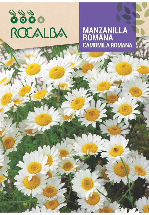 MANZANILLA ROMANA