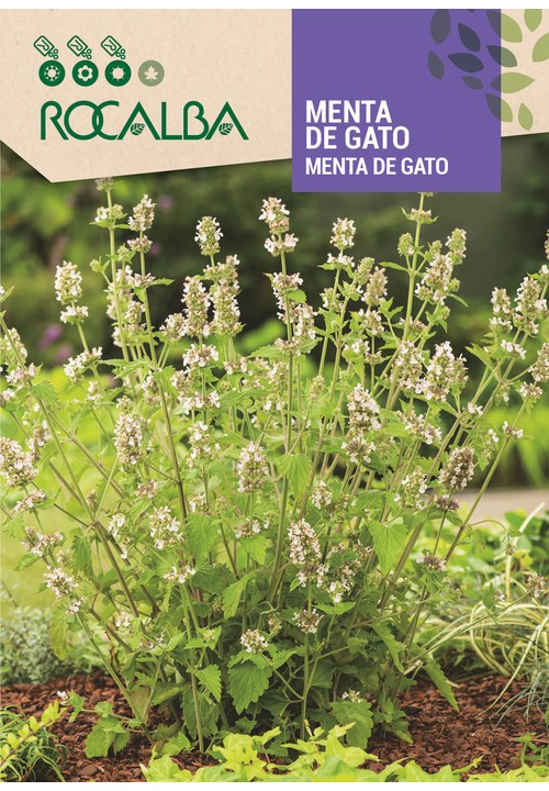 MENTA DE GATO
