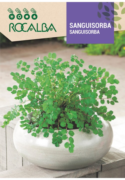 SANGUISORBA