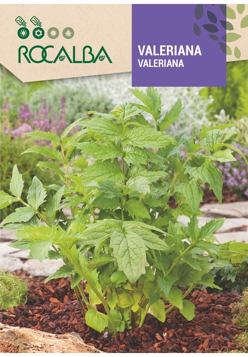 VALERIANA